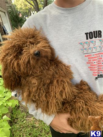 texasdoodlepups Picture 2